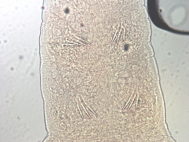 Photomicrograph of part of a worm showing the chaetae of several segments. The upper tooth of the chaetae is bent at an angle and the lower tooth is very hard to see or absent on many of these chaetae.