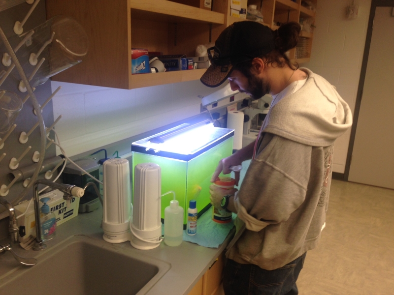 A graduate student stands before an aquarium on a counter in a lab, opening a container of fish food. The aquarium is very green with algae and there is a goldfish in it.