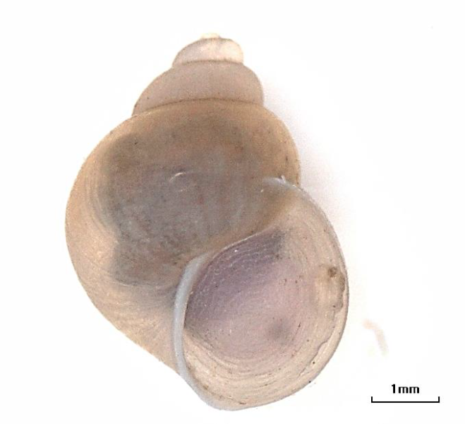 An oval snail shell with about 5 rounded whorls. The aperture is less than half the height of the shell, and the operculum has concentric rings. Scale bar = 1 mm.