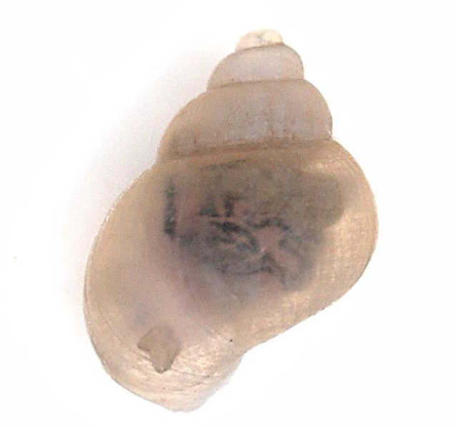 An oval snail shell with about 5 rounded whorls. The aperture is less than half the height of the shell, and the operculum has concentric rings. Scale bar = 1 mm.