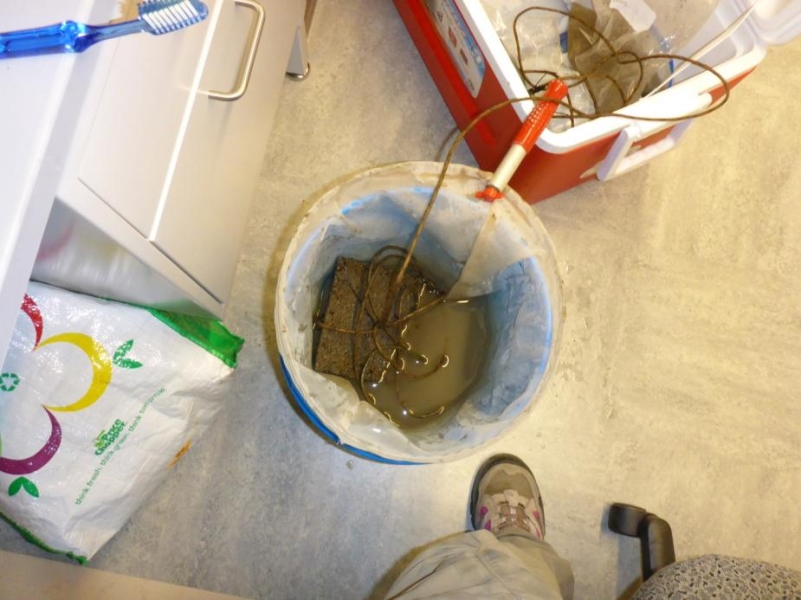 A net with a settlement plate on a rope in it sits in a bucket in a lab