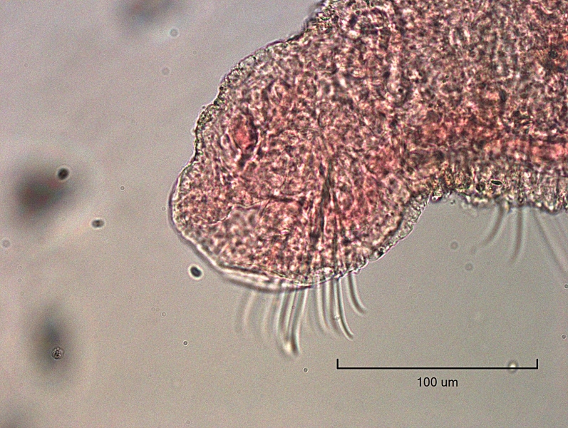 Photomicrograph of a worm. The mouth is at the end of the worm without a prostomium. A bundle of long simple-pointed chaetae is near the mouth.