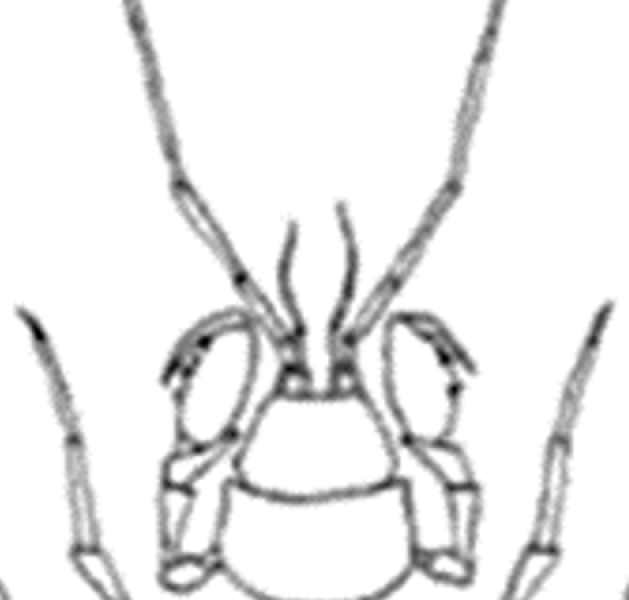 Drawing of top view of the head of a crustacean.