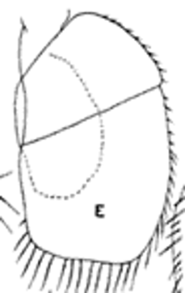 Drawing of part of a leg of a crustacean, which is oval shaped. It has a shallow diagonal fold across it from side to side.