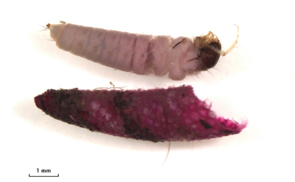Photomicrograph of an insect larva next to a case built of sand, stained pink. The larva has a light-colored tube-shaped body with a dark head capsule and a hooked leg looped above its head.