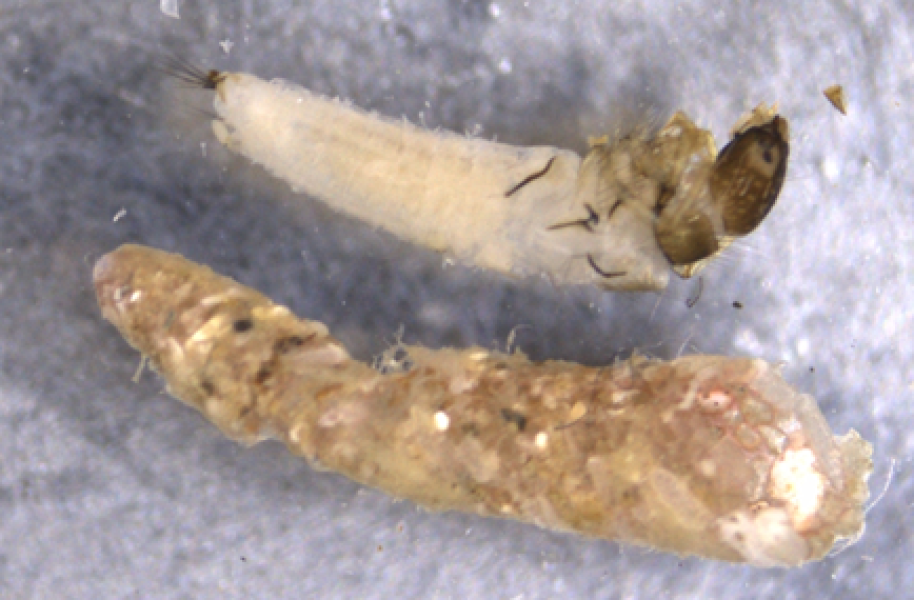 Photomicrograph of an insect larva next to a case built of sand. The larva has a light-colored tube-shaped body with a dark head capsule and some dark lines on its light colored abdomen.