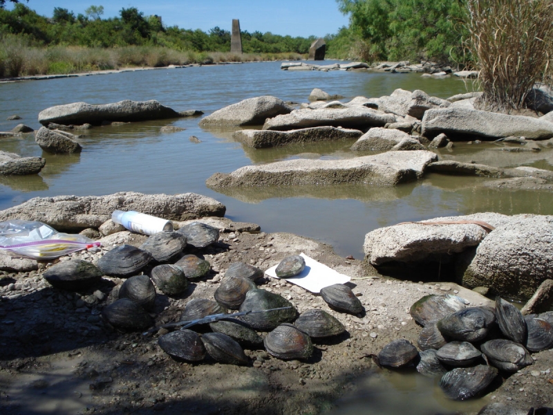 Large round mussels sitting on a rock by a river.