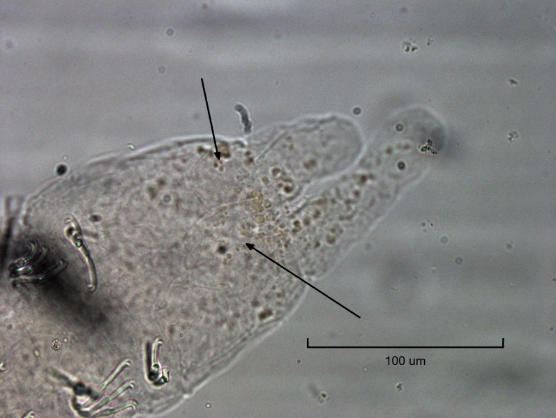 Photomicrograph of the back end of a worm with two finger-like appendages and a few faint outlines of gills with arrows pointing to them