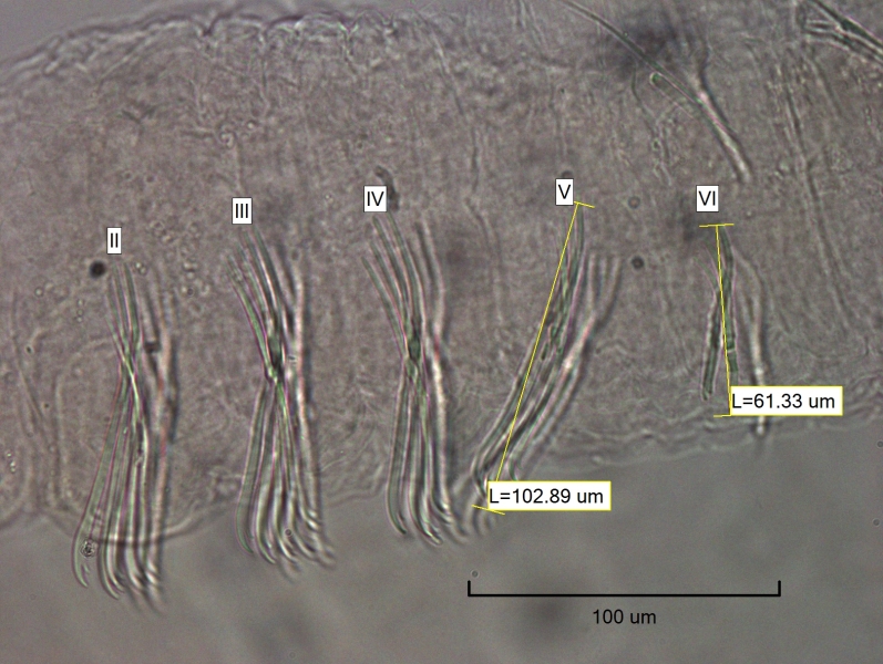 Photomicrograph of the front bundles of somatic hairs (chaetae). There are only ventral chaetae until VI, and II through V have ventral chaetae twice as long as VI. Bundles are labeled II, III, IV, V, and VI. V measures 102.89 μm long, while VI is 61.33 μm .