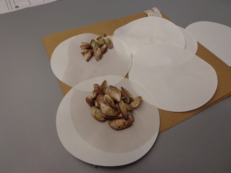 Mussels drying on round pieces of paper on a counter