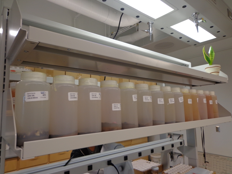 Labeled jars sitting on a shelf in a lab. There is a plant on the shelf also.