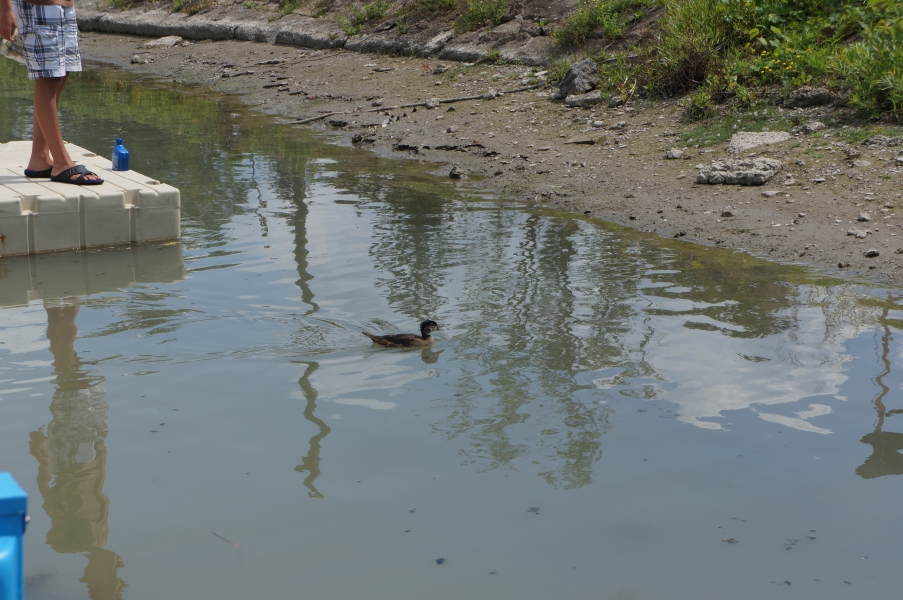 A duck in the water by a dock near the shore