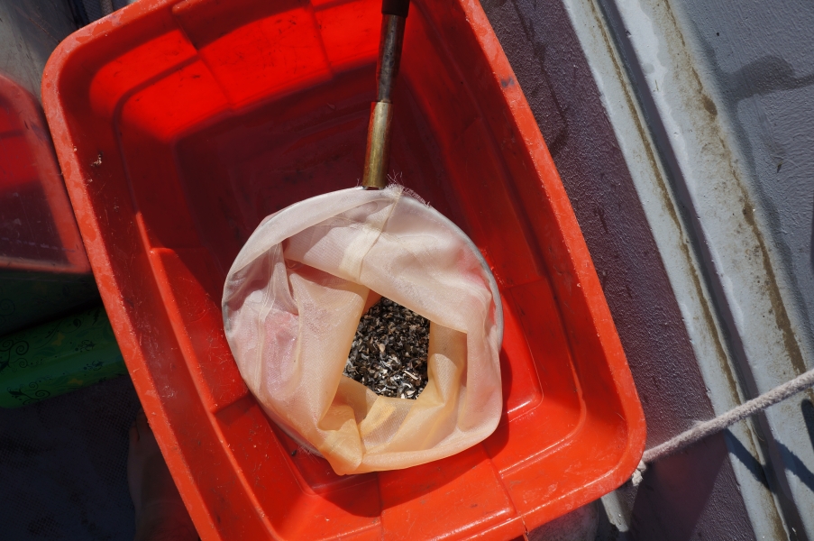 A hand net in a plastic tub, with shells in it