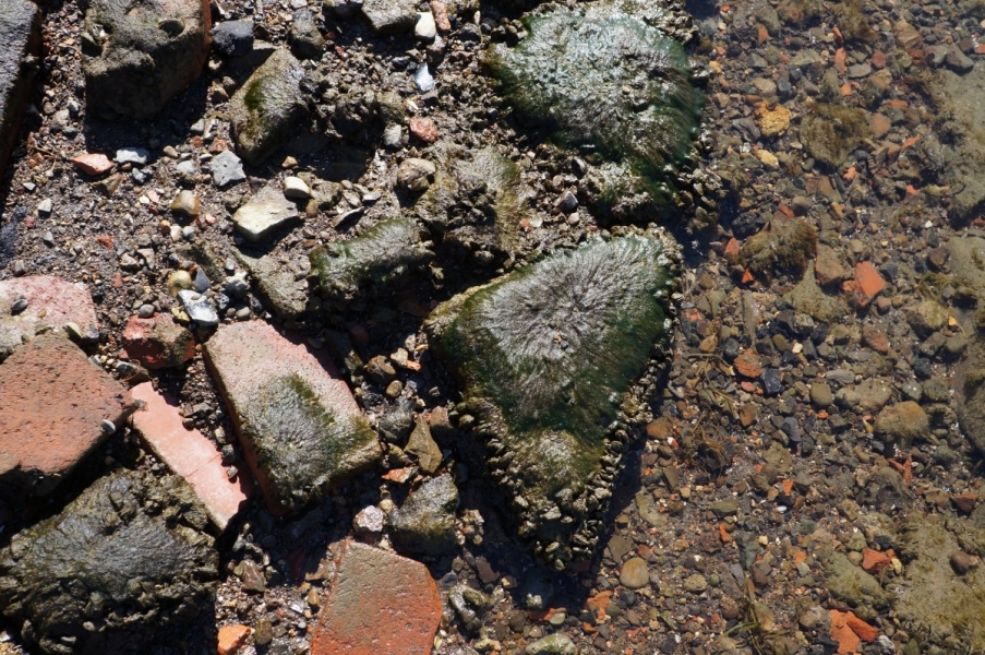 mussels and algae cover exposed rocks and bricks