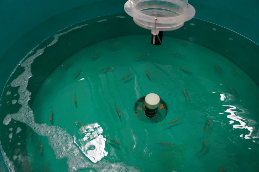 A large round tank with small fish, seen from above.