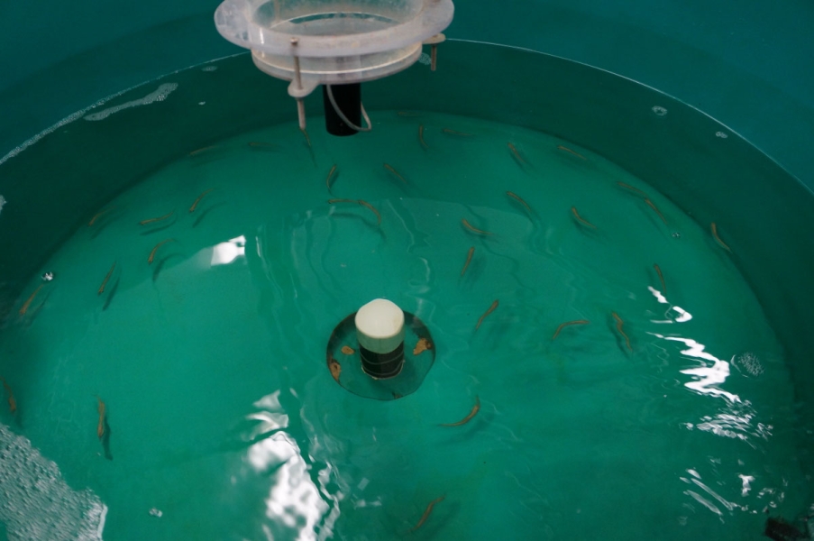 A large round tank with small fish, seen from above. The fish have moved.