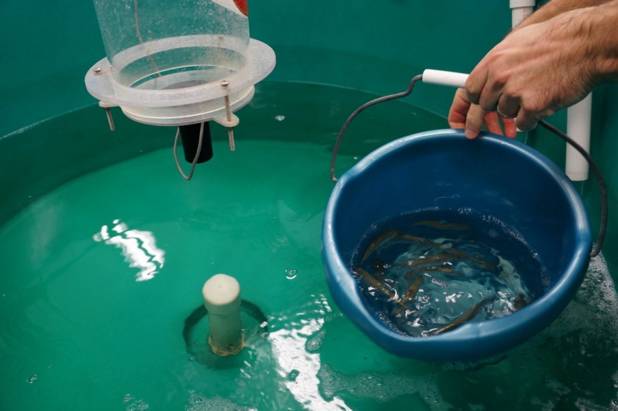 A person holds a bucket of fish in water over a large round tank of water.