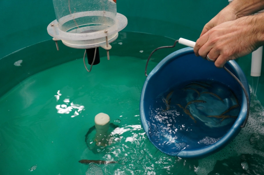 A person pours a bucket of fish in water into a large round tank of water.