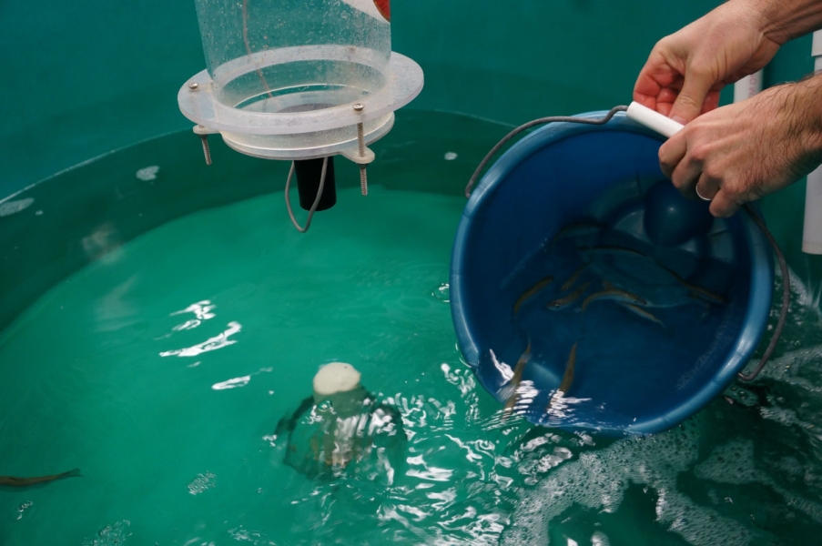 A person pours a bucket of fish in water into a large round tank of water with fish. A few are in the tank.