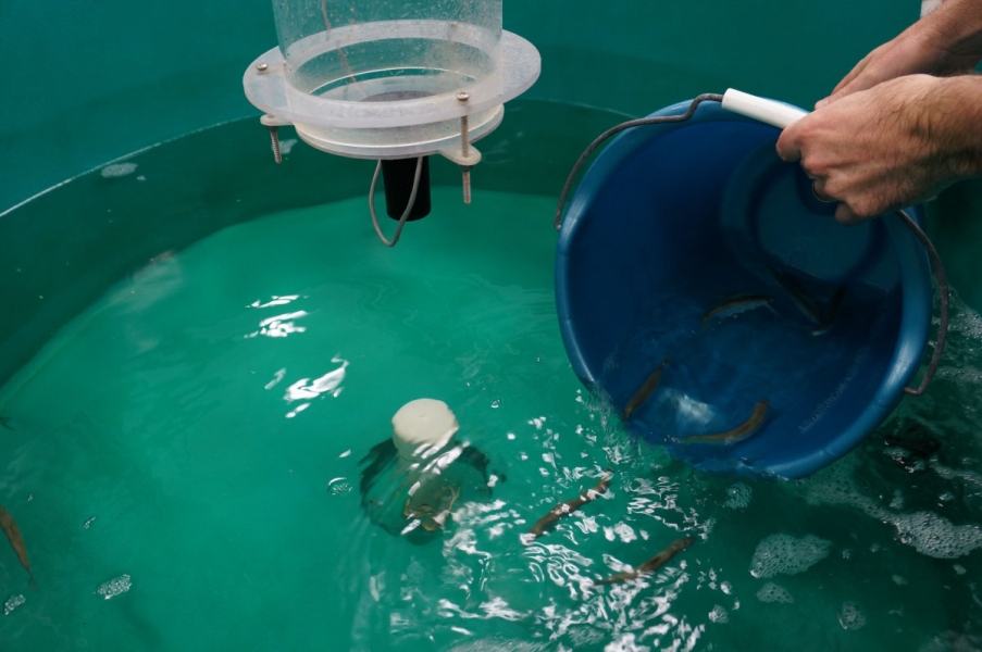 A person pours a bucket of fish in water into a large round tank of water with fish. The bucket is almost empty.