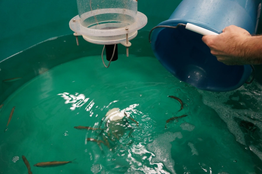 A person tips the last of a bucket into a large round tank of water with fish.