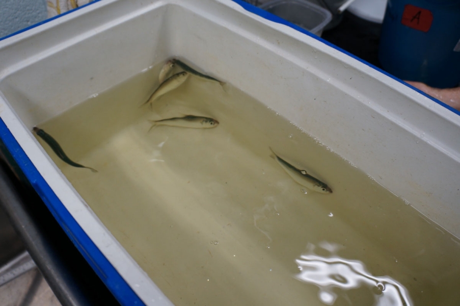 Fish in a cooler full of water.