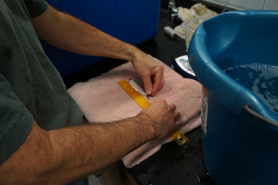 A person measures a small fish lying on a towel with a ruler. There is a bucket of water on the counter next to them.