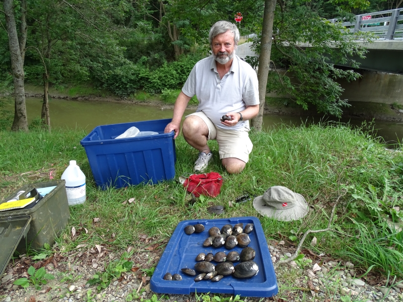 A person kneels by a plastic tote by a creek. The tote lid in front of him has rows of mussels resting on it.