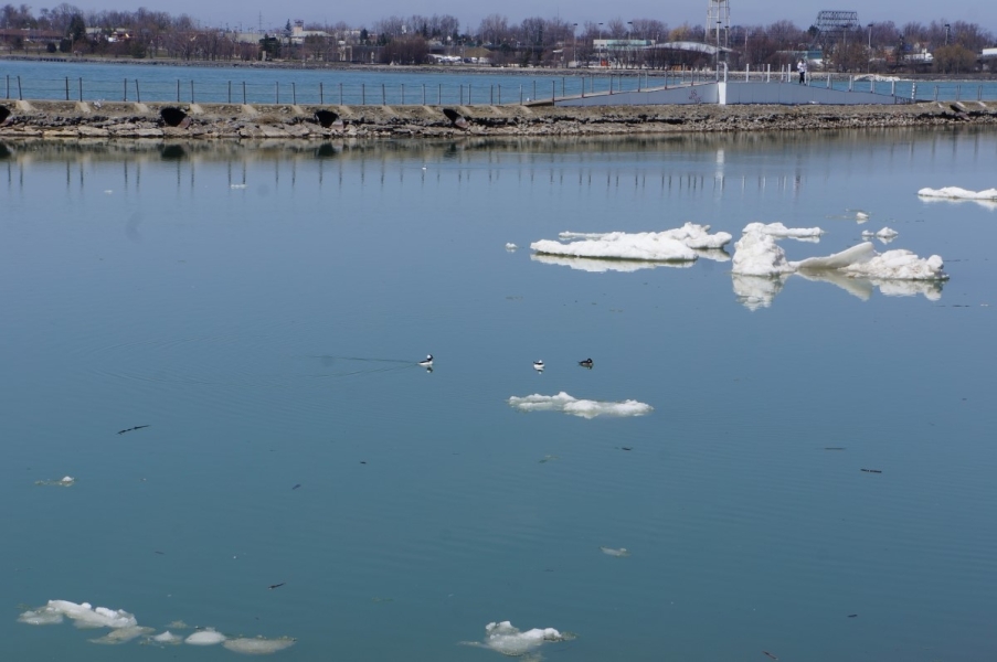 A few small black and white ducks swim in the water of a canal. A breakwall separates the canal from the river. There are a few pieces of ice in the canal.