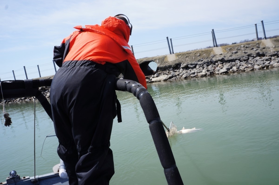 A person in coldwater safety gear leans over the railing of a boat to scoop up a stunned fish with a net