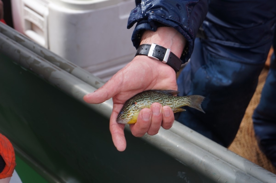 Someone holding out a 6 inch round mottled fish while on a boat