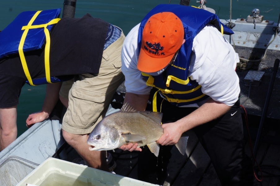 A person on a boat lifts a large fish out of a cooler. A person on the left is leaning over the edge of the boat.