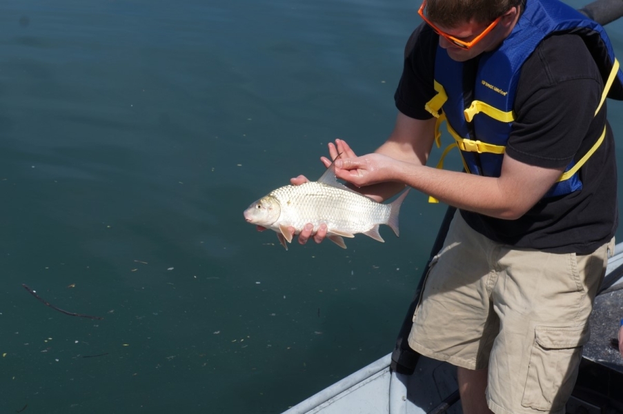 A person stands in front of water holding up a medium-sized silver fish. The person holds up the fish's long pointed dorsal fin 