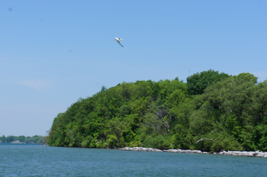 A bird flies over the water near some trees.