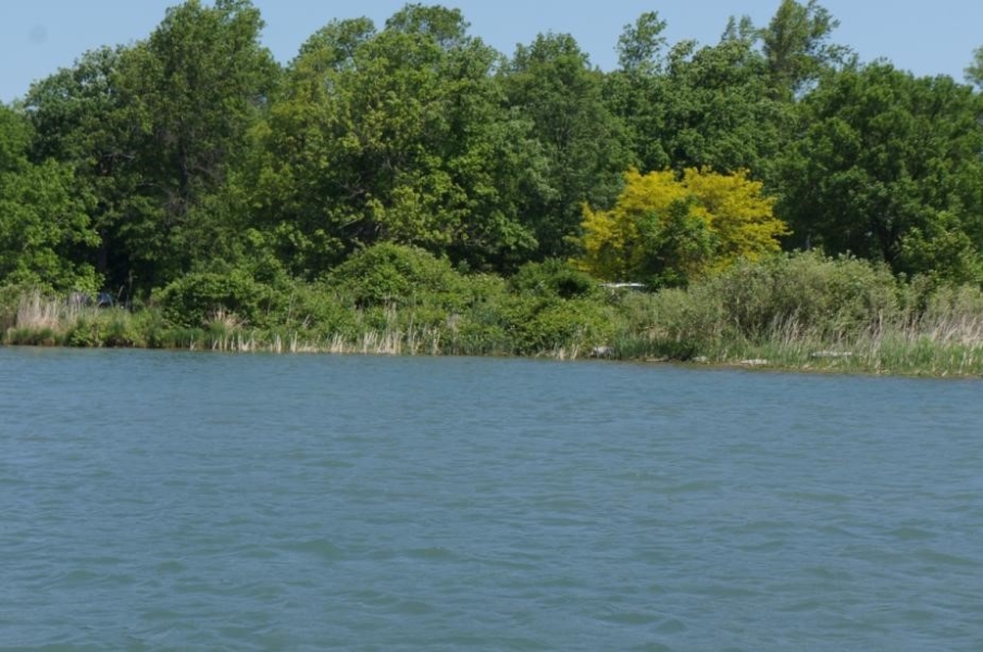 Trees and reeds along the edge of the water.