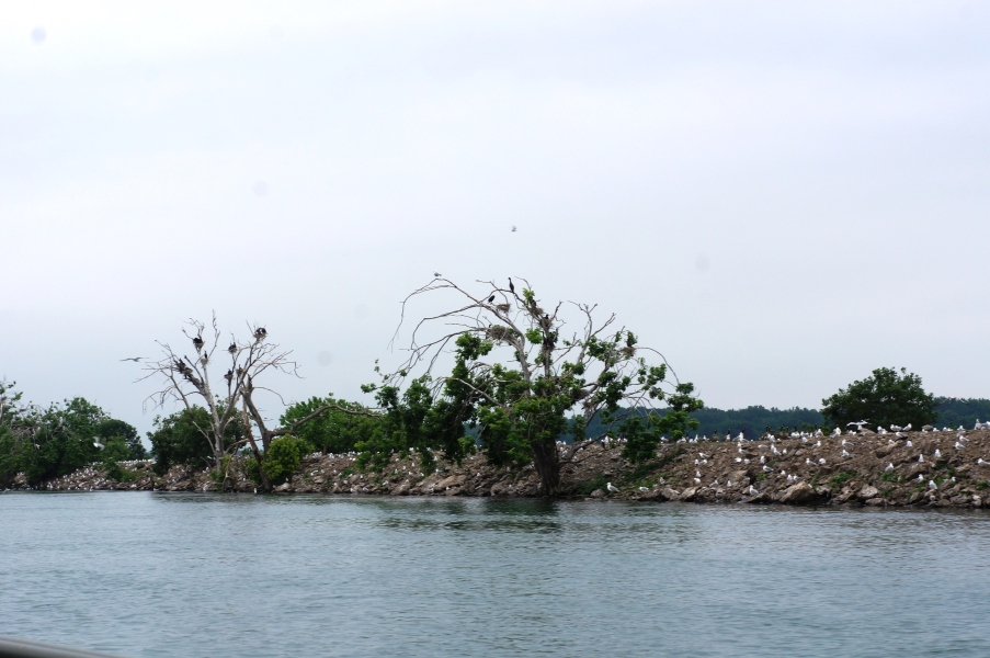 Two types of water birds sitting on the rocky shore with some stunted trees.