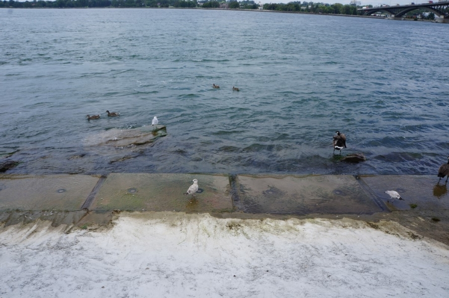 Gulls and ducks sitting on cement blocks by the water's edge