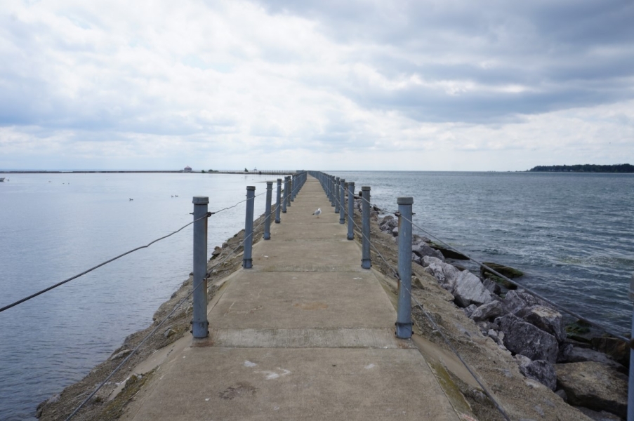 a bird in the middle of a pier walkway between two bodies of water