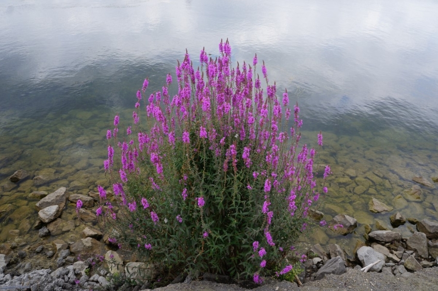 A plant with spears of pinkish purple flowers among rocks at the water's edge