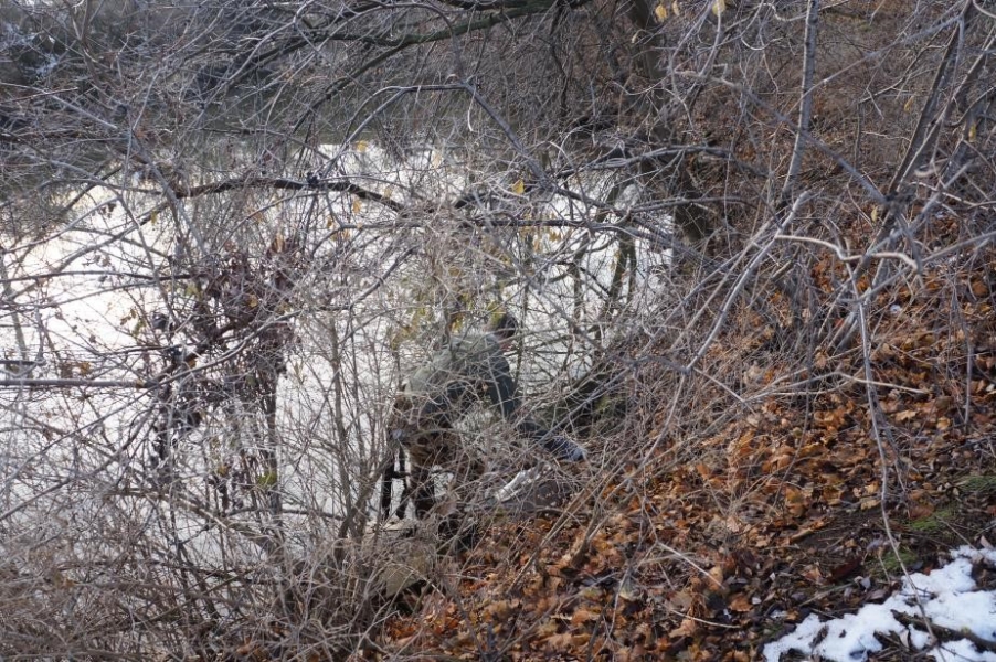 A person climbing on a steep bank covered in leafless bushes by a creek.