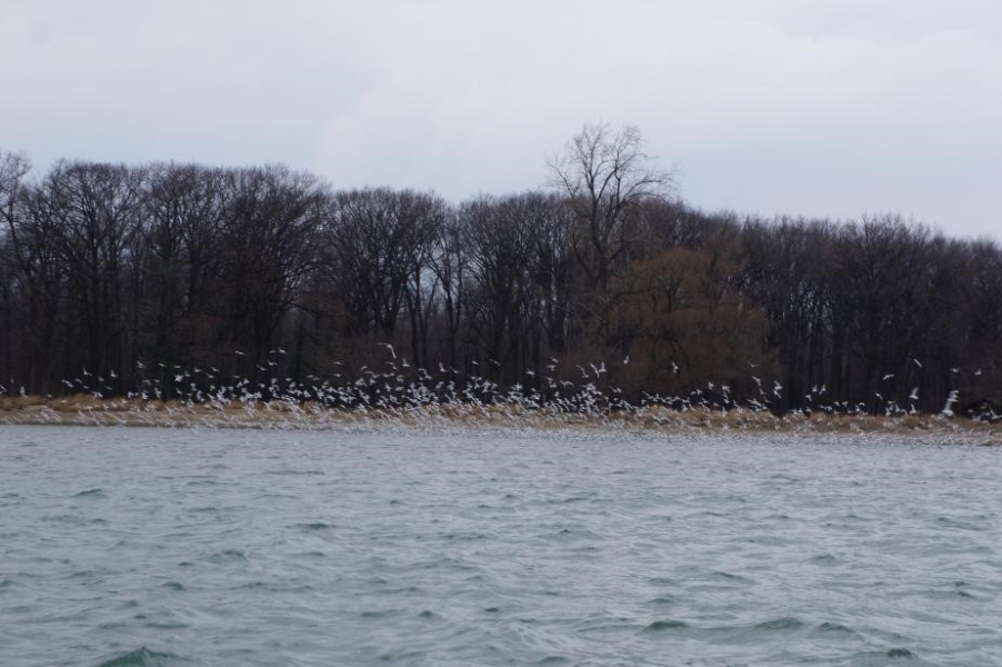 A large flock of gulls flies near the shore of a body of water, with barren trees behind them.