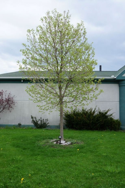 A young tree with leaves just emerging, in front of a one-story building.