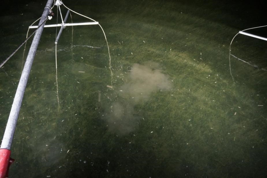 Nighttime picture of a metal pole with wires dangling in the water. There are some fish in the water.