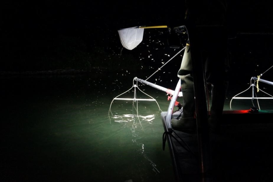 The edge of a boat at night. A spotlight shines on a metal device hanging in the water, and a person is standing at the edge of a boat holding a net. Bugs are attracted to the spotlight.