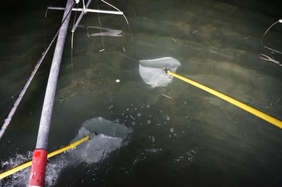 Nighttime picture of a metal contraption hanging in the water. There are some fish in the water and two nets on long poles are scooping them.