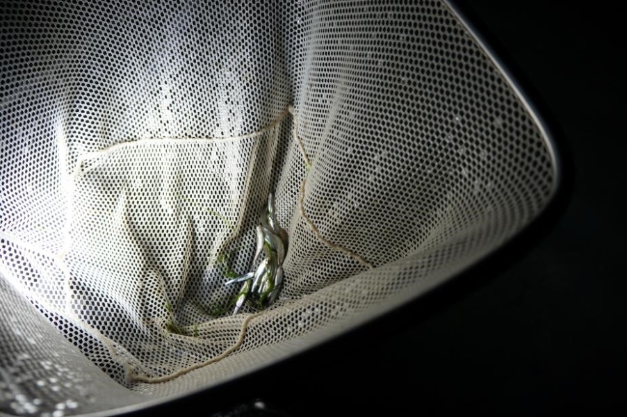 Nighttime picture of small silver fish in a net.