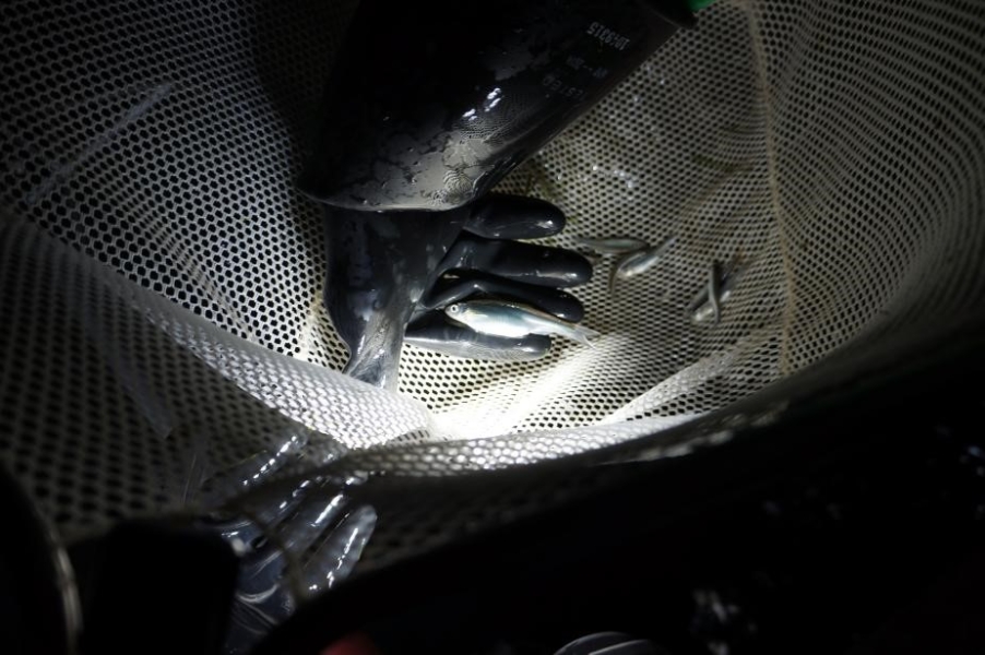 Nighttime picture of small silver fish in a net. Two gloves with thick rubber gloves are holding one fish.