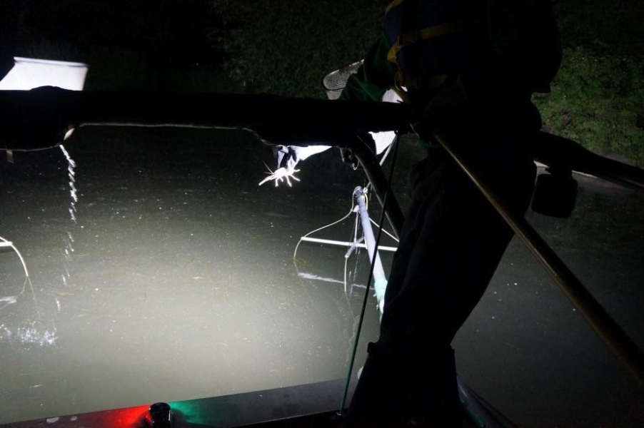 Nighttime picture of a person standing at the front of a boat. A light illuminates the crayfish in their hand.