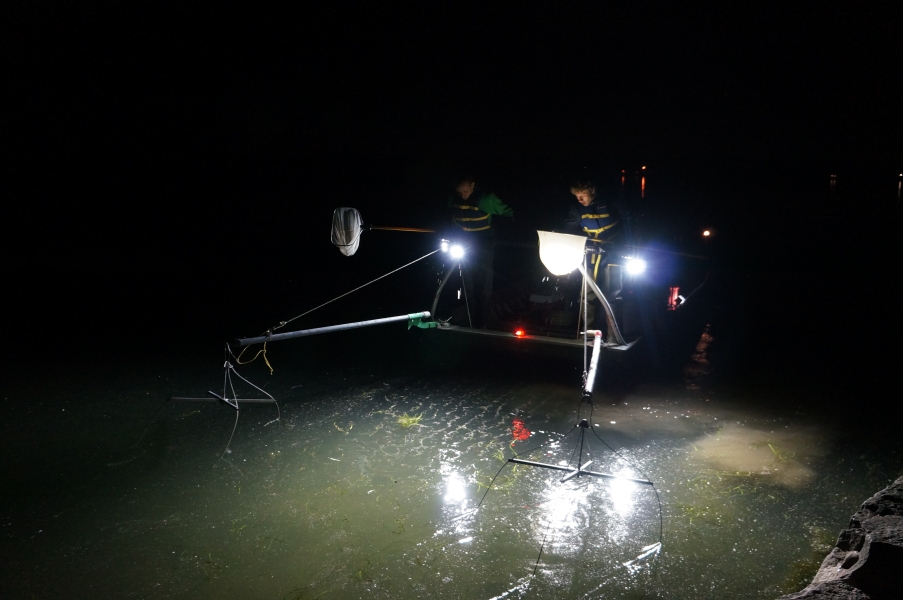 Nighttime picture of a boat with spotlights on the water, and two people holding nets on long poles above an array of wires on poles in front of the boat