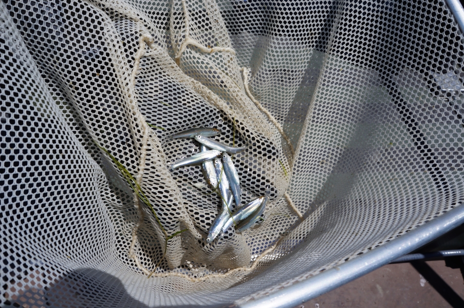 small silver fish in a net.